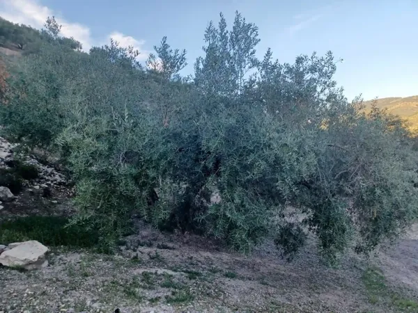 Spot image