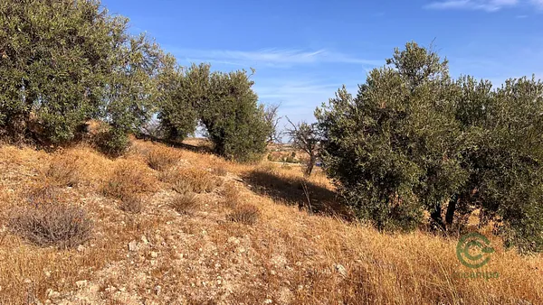 Spot image