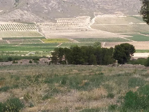 Finca rústica de 8,8 ha en venta en Jumilla, Murcia
