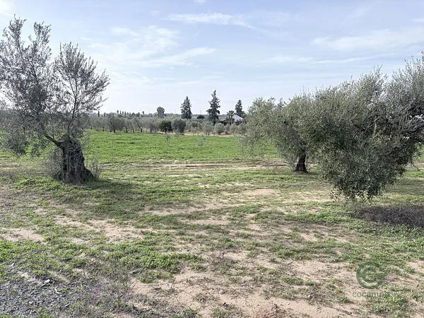 Finca rústica de 3 ha en venta en Almonte, Huelva