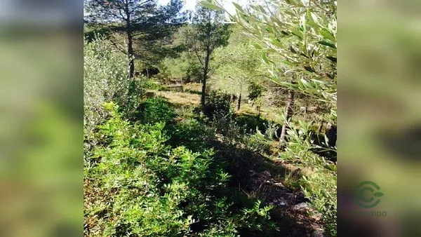 Spot image