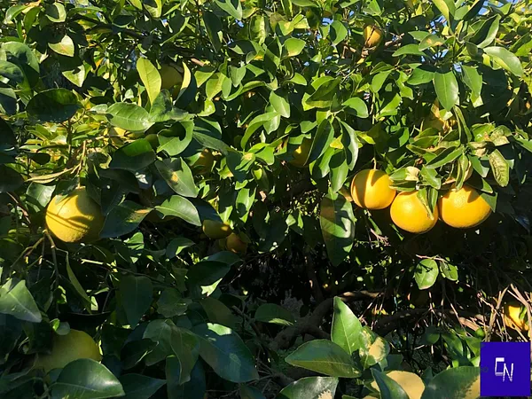 Finca agrícola de 0,2475 ha en venta en Alcolea del rio, Sevilla
