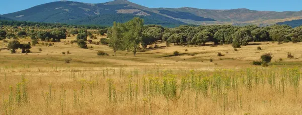 Finca rústica de 800 ha en venta en Segovia
