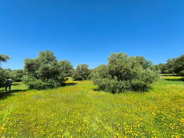 Finca rústica de 1 ha en venta en Sevilla