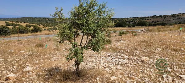 Spot image
