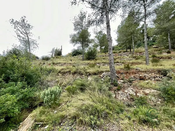 Spot image
