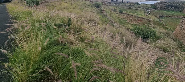 Finca agrícola de 0,19 ha en venta en Tenerife