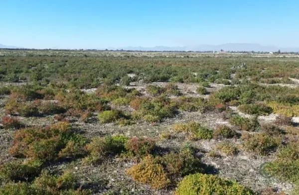 Finca rústica de 4,9 ha en venta en Alicante