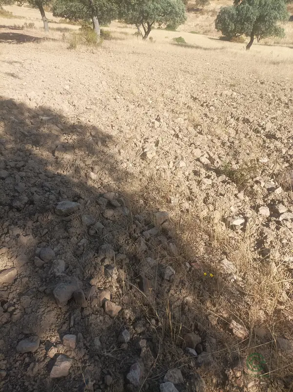 Finca agrícola de 18,5 ha en venta en Ciudad real