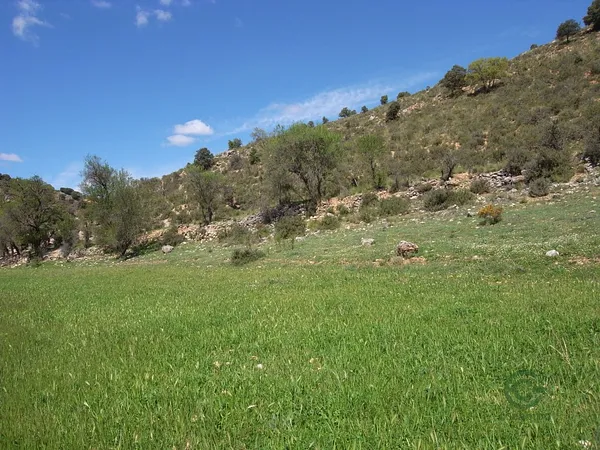 Spot image