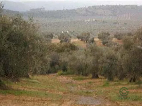 Finca agrícola de 17,199 ha en venta en Bailen, Jaén