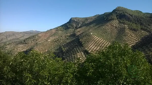 Spot image