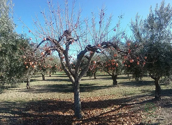 Finca agrícola de 0,3597 ha en venta en La zubia, Granada
