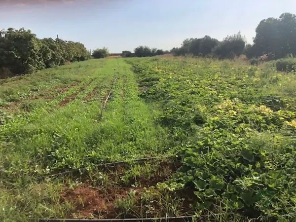Terreno urbano de 0,55 ha en venta en Sevilla, Sevilla