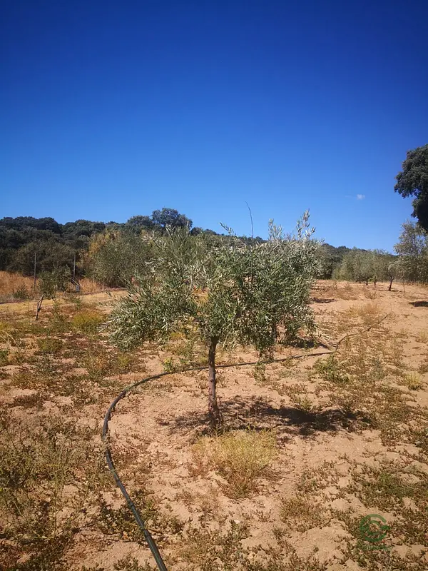 Finca rústica de 1,7 ha en venta en Toledo