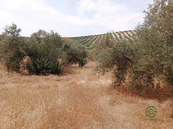 Finca rústica de 3,27 ha en venta en Torredonjimeno, Jaén