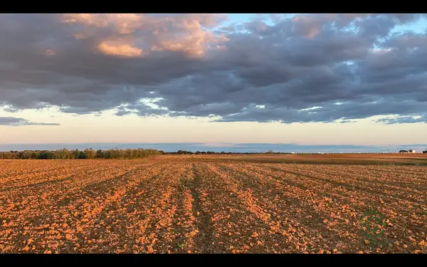 Finca rústica de 3,5 ha en venta en Huelva