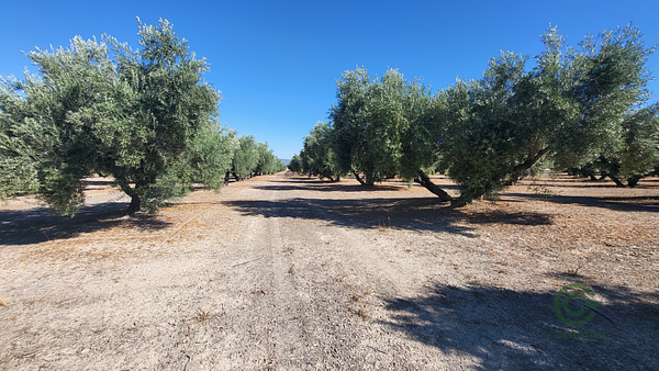 Finca agrícola de 3 ha en venta en Jaén