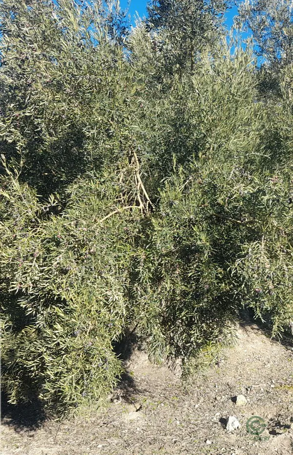 Spot image