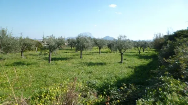 Finca rústica de 1 ha en venta en Alicante