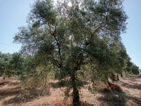 Spot image
