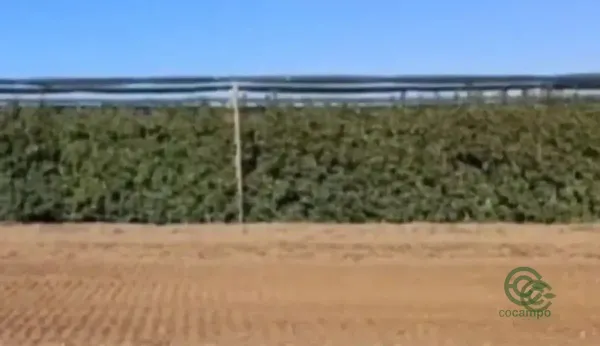 Finca agrícola de 0,66 ha en venta en Castelldans, Lleida