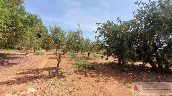 Spot image