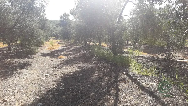 Spot image