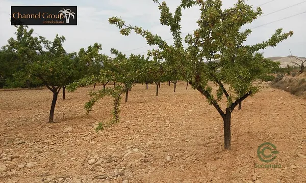 Finca rústica de 1,2 ha en venta en Hondon de las nieves, Alicante