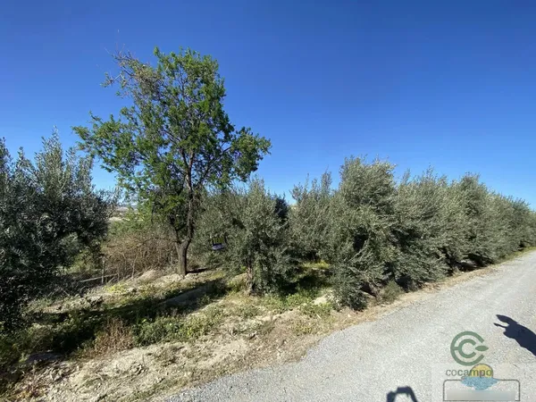 Spot image