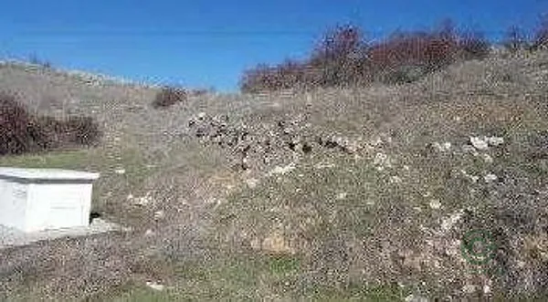 Spot image