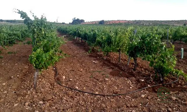 Finca agrícola de 30 ha en venta en Toledo