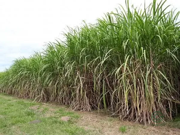 Finca agrícola de 39,68 ha en venta en Cauca