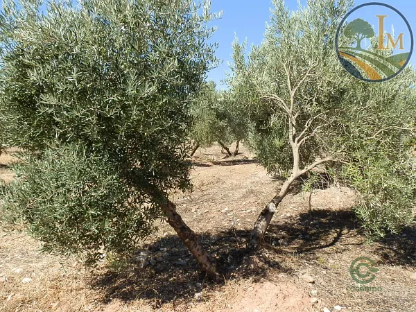 Finca agrícola de 28 ha en venta en Albacete