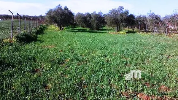 Finca agrícola de 0,3 ha en venta en Pilas, Sevilla
