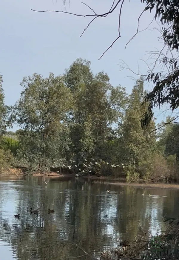 Finca rústica de 8 ha en venta en Sevilla