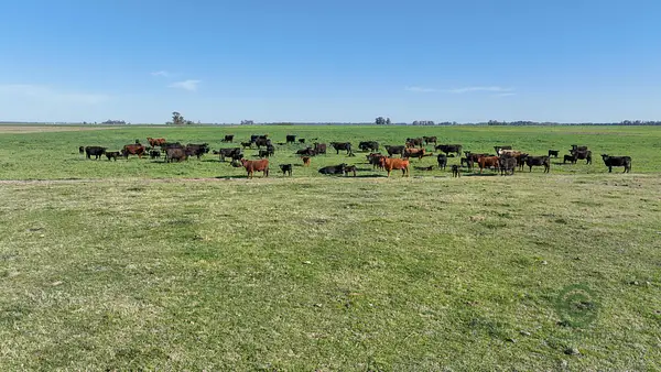 Finca rústica de 168 ha en venta en Buenos aires