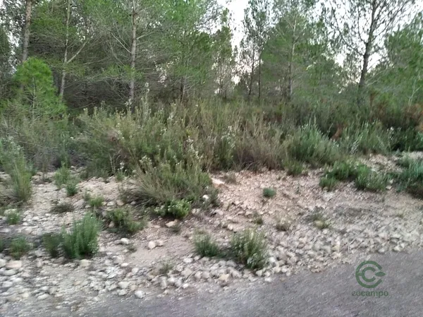 Spot image