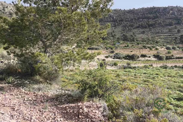 Spot image