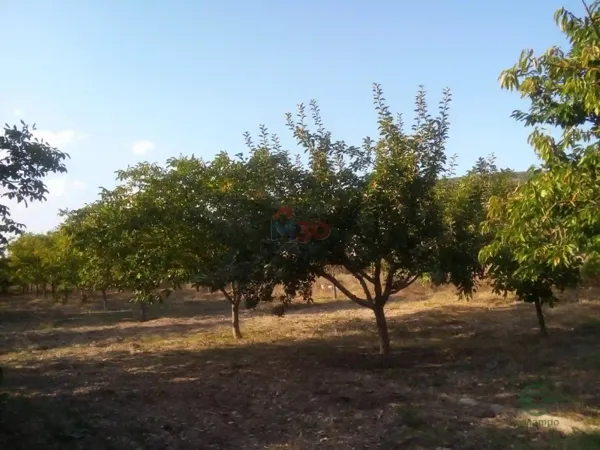 Finca agrícola de 0,29 ha en venta en Zambrana, Alava