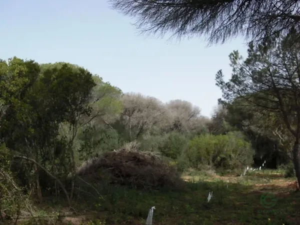Finca rústica de 4,08 ha en venta en Vejer de la frontera, Cadiz
