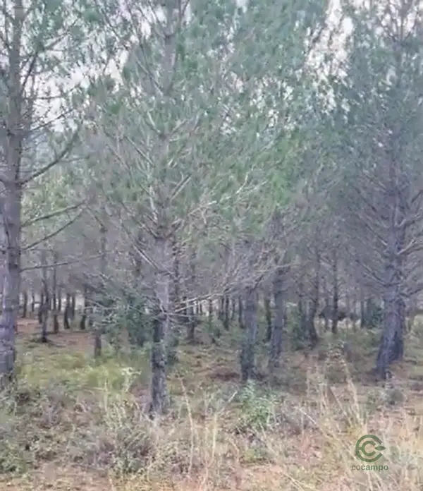 Spot image