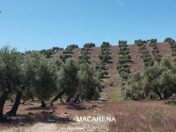 Finca agrícola de 5 ha en venta en Jaén