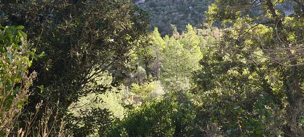 Spot image