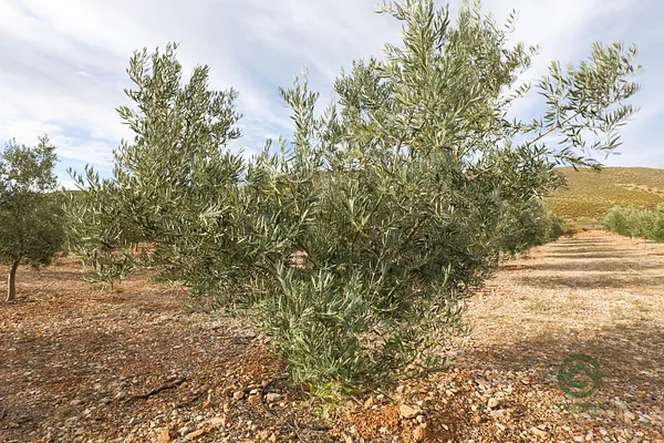 Spot image