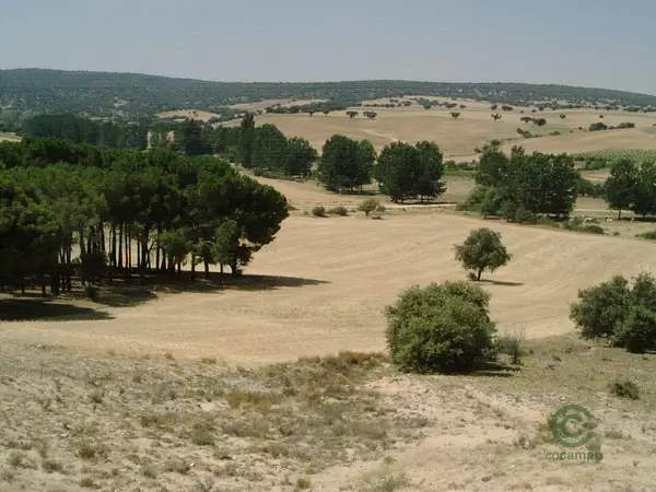 Spot image