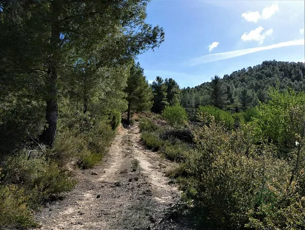 Spot image