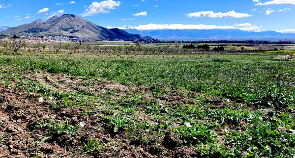 Finca agrícola de 0,607 ha en venta en Granada