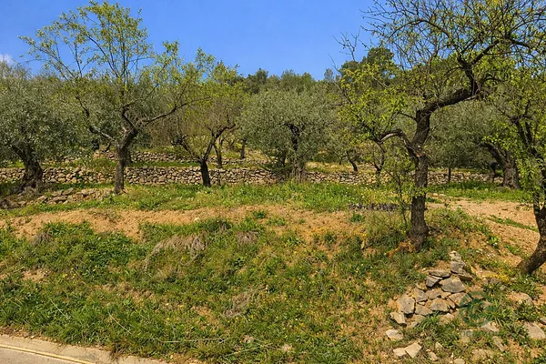Spot image