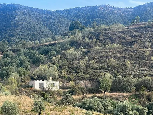 Spot image